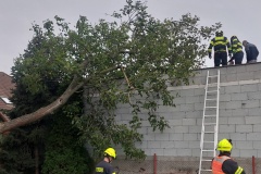 2025_09_24_spadeny strom