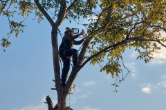 2025_09_30_kaceni stromu