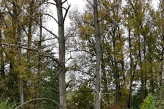 dva-suche-stromy-ktere-jsou-nahlodane-bobrem